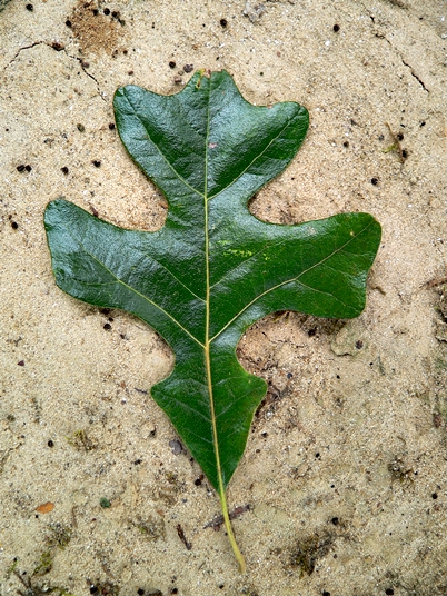 {Quercus stellata}